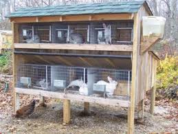 Jun 03, 2021 · raising rabbit can be a great income source to the unemployed educated people and landless farmers. Rabbit Farming 3 Amazing Success Stories And Everything You Need To Know About This Lucrative Business Smallstarter Africa