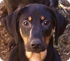 Black And Tan Coonhound Corgi Mix Allentown Pa Golden Retriever Black And Tan Coonhound Mix Meet Macie A Puppy For Adoption Http Ww Golden Retriever Golden Retriever Mix Coonhound Puppy