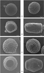 Image result for Polygala seminuda