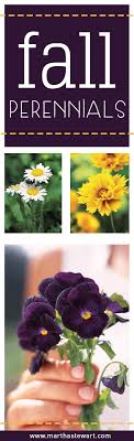 To have an abundance of flowers in the fall, you need to do some planning early in the gardening season. Your Guide To The Most Popular Fall Perennials Fall Perennials Fall Flowers Garden Fall Landscaping