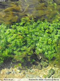 However, the knowledge on its extant distribution in this particular. Groenlandia Densa Flora On