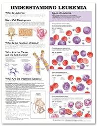 Amazon Com Understanding Leukemia Anatomical Chart