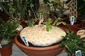 Image result for Raphionacme procumbens