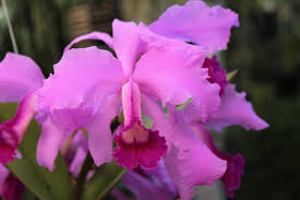 Image result for Polystachya lawrenceana