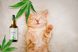 Cbd oil is derived from marijuana and has been used to treat dogs and cats for anxiety, pain relief, and more. Cbd Oil For Cats Is It Safe Katzenworld