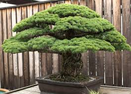 Pin Auf Regina Pryor Orthopaedic Therapy