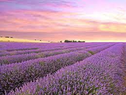 Purple Flowers Photograph Purple Haze Lavender Field At Sunrise By Gill Billington Lavender Fields Photography Lavender Fields Light Purple Flowers