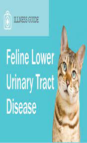 Feline Lower Urinary Tract Disease Cat Guides Urinary Tract Cat Health Signs Cat Health Problems