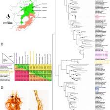 Image result for Argyrolobium rupestre