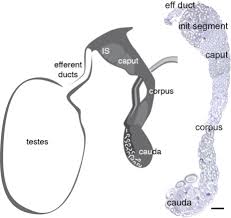 See more ideas about cat drawing, cat art, animal drawings. Estrogen Efferent Ductules And The Epididymis1