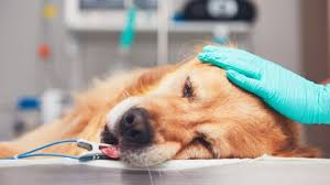 Antes de empezar a trabajar y cuidar animales, tendrás que tomar el juramento del veterinario. Por Que Se Celebra Hoy El Dia Del Veterinario Misionesonline