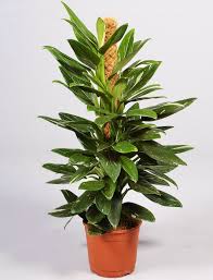 Im wechselrahmen, zum hängen oder stellen, leichte gebrauchsspuren am rahmen, sonst guter zustand,bilder monstera, blätter schwarz türkranz gold weihnachten dekoring weihnachtsdeko. Monstera Standleyana Kaufen Der Palmenmann Der Palmenmann