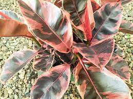 Ficus Decora Ruby Pink Rubber Tree Plant Houseplant Ficus Elastica Decora Tineke Small Medium Large Desk Pink Variegat Ficus Trees To Plant Rubber Tree Plant