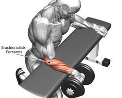 8 Amazing Shoulder Exercises Wegrowmuscle Forearm Workout Fitness Body Exercise