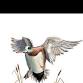 Abilene Ducks Unlimited Annual Dinner
