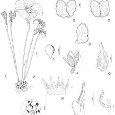 Image result for Oxalis anthelmintica