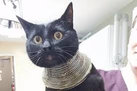 Discover the magic of the internet at imgur, a community powered entertainment destination. This Cat With Its Head Stuck In A Vase Is Reddit S New God