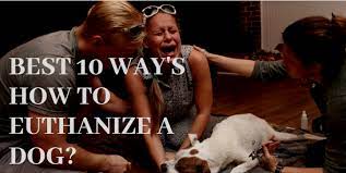 Another possible downside to euthanizing your senior at home is how you may feel afterward. Best 10 Way S How To Euthanize A Dog Zoological World
