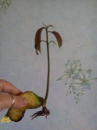 Grow your favorite mangos in any container or outside. How To Plant A Mango Seed How To Grow A Mango Tree How To Grow Mango Pits A Z How To Make Mango Tree Seeds Mango