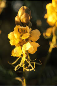 Image result for Senna didymobotrya