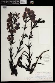 Image result for Cycnium recurvum