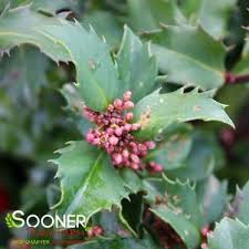 Castle Spire® Blue Holly | Plant Addicts