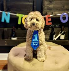 Labradoodles are, again, some of the most popular mixed breed dogs out there, and adoption is often sought after. Pick Of The Litter Labradoodle For Sale Noble Fur Labradoodles