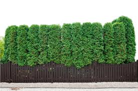 Delivering products from abroad is always free, however, your parcel may be subject to vat, customs duties or other taxes. Use Evergreen Shrubs For A Natural Privacy Fence Millcreek Gardens