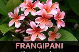 Frangipani Facts And Health Benefits
