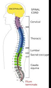 Spine medicine and backbone health, vector design and illustration. Animal Organs Nervous System Spinal Cord Atlas Of Plant And Animal Histology