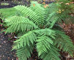 Image result for Allophylus tanzaniensis