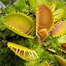 Image result for Diaphananthe lebelii