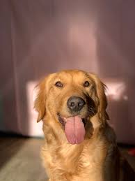 Maybe you would like to learn more about one of these? Home Am Goldens 330 317 0445 Apple Creek Oh