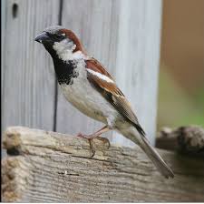 Pin By Selim On Mas Pajaros 2 Backyard Birds Missouri Birds Why Do Birds