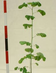 Image result for Senna tora