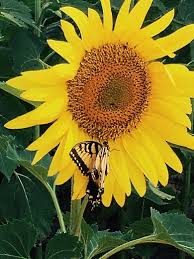 Privacy policy, terms of service, and ad. Sunflowers Decorate Acres Of Draper Wildlife Area In York County