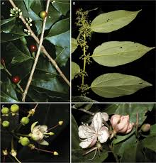 Image result for Malouetia mildbraedii
