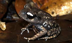 Remarkable New Species Found In Southeast Asia Amid The Excitement Of These Discoveries Is The Grim Reality That Many Spe Weird Animals Types Of Frogs Frog