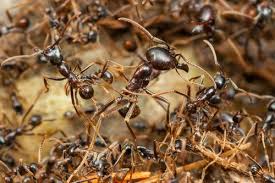 While most ants are fairly harmless, several varieties of fire ant pose more of a threat. 2021 Ant Exterminator Cost Ant Pest Control Cost