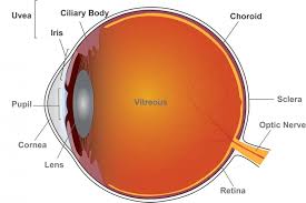 Uveitis is not a single disease. Two Commonly Used Uveitis Drugs Perform Similarly In Nih Funded Clinical Trial Eurekalert Science News