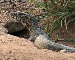 Can i interest you in some lizard scout cookies?attanai thaiyuanwong of samutprakarn, thailand was not interested, though. Nile Monitor Facts Diet Habitat Pictures On Animalia Bio