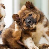Chien Qui Se Gratte Beaucoup Comment Arreter Ses Demangeaisons