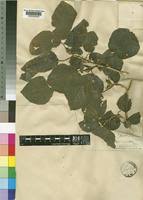 Image result for Pyrenacantha grandiflora