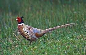 Jeu d'avion de chasse mega jolie. Lot Et Garonne Deux Chasseurs Tirent Sur Des Faisans De Nuit Et Depuis Leur Vehicule