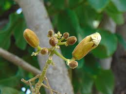 Image result for Fernandoa