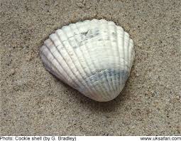 Seashells And Other Strandline Treasures Uk Safari