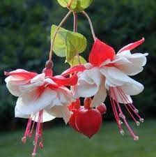 Swingtime Fuchsia Plant Fuchsia Flowers Fuchsia Plant Annual Flowers