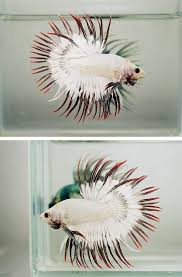 A List Of All The Types Of Betta Fish And The Unique Characteristics Of Each Fish Type Typebettafish Betta Fish Tank Betta Betta Fish