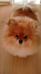 Pin On Dog
