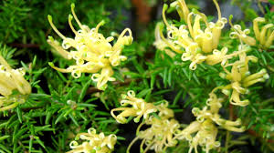 The masses of vibrant red flowers put on a show stopping display throughout much of the year while providing dense screening to 2m tall. Australian Native Plants For Hedges Screening Ground Covers Updated 2018